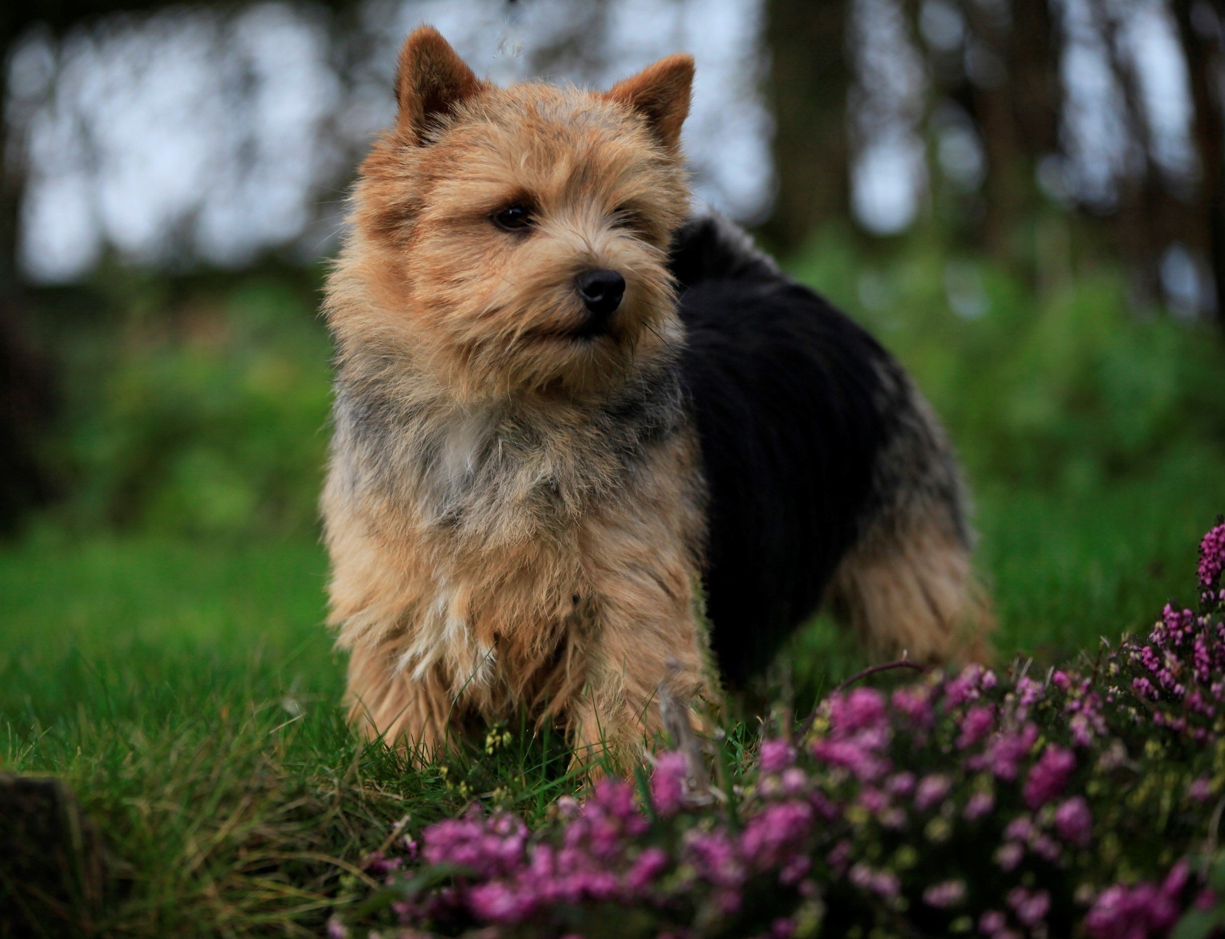 Norwich terrier cross store puppies for sale